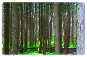 사천케이블카 자연휴양림
