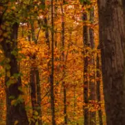 가을 단풍 구경 BEST 5 &mdash; 2025년 놓치면 아쉬울 국내 명소