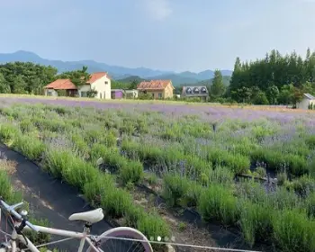고성 라벤더 축제 하늬 라벤더 팜_19