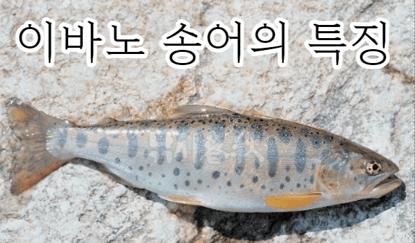 송어의 특징 01
