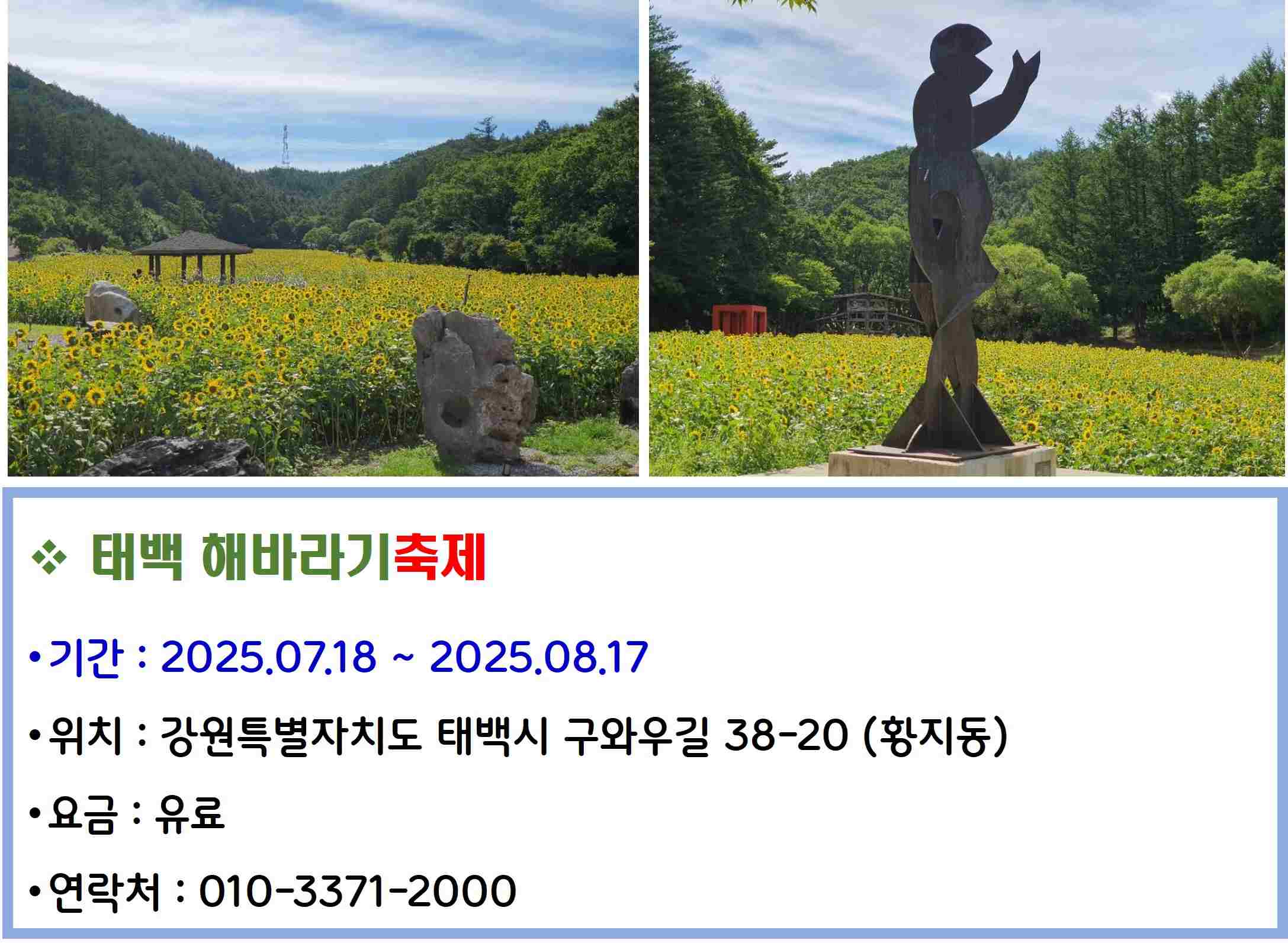 태백 해바라기축제