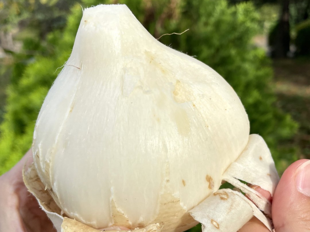 멕시코 감자 히카마 보관법&middot;맛&middot;효능 총정리