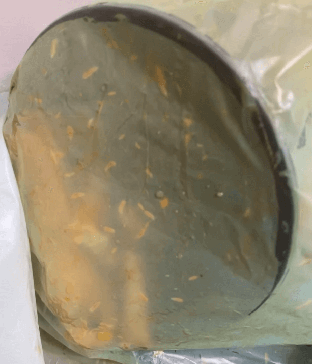 초파리애벌레-음식물쓰레기