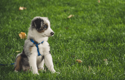 반려견 무료분양