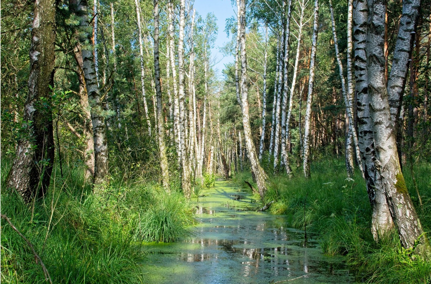 강원도 인제 자작나무숲 사진
