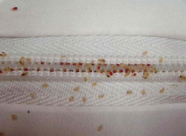 빈대 퇴치법과 효과적인 빈대 퇴치제