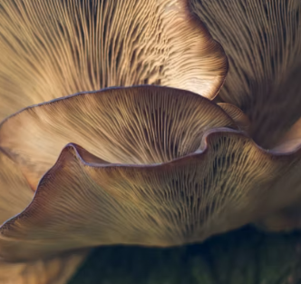 비타민D 많은 음식