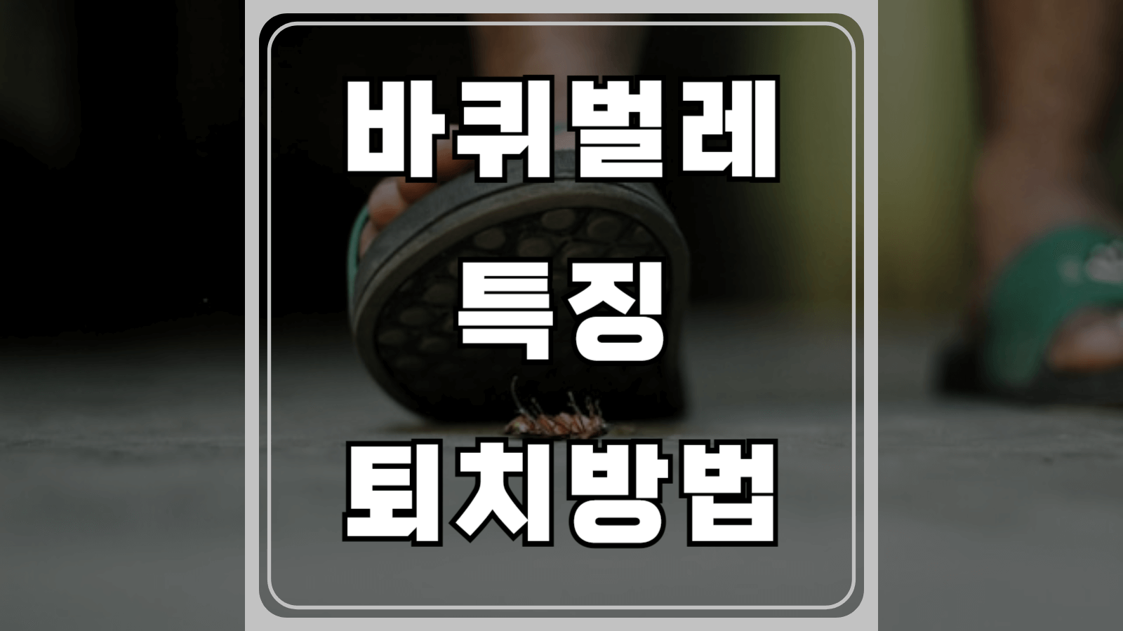 바퀴벌레 특징과 퇴치방법