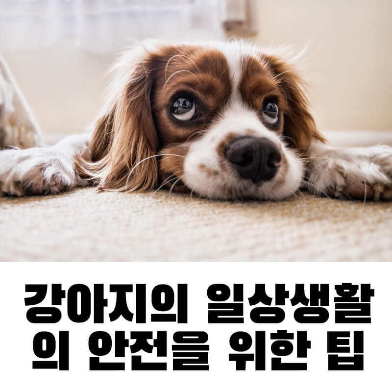 강아지의 일상생활의 안전을 위한 팁