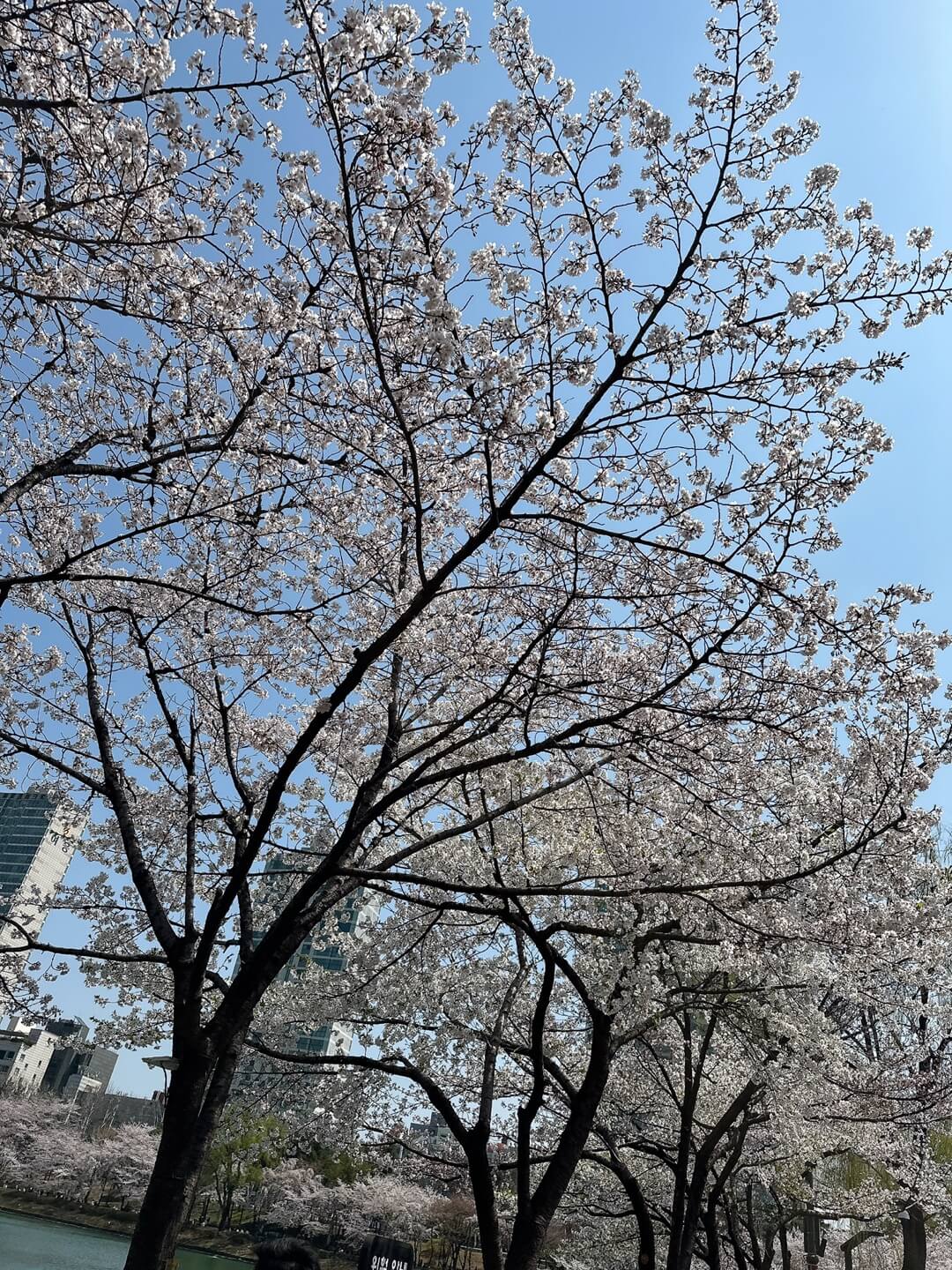 석촌호수 벚꽃 실시간