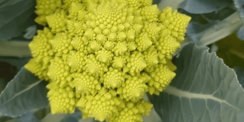 콜리플라워 사진