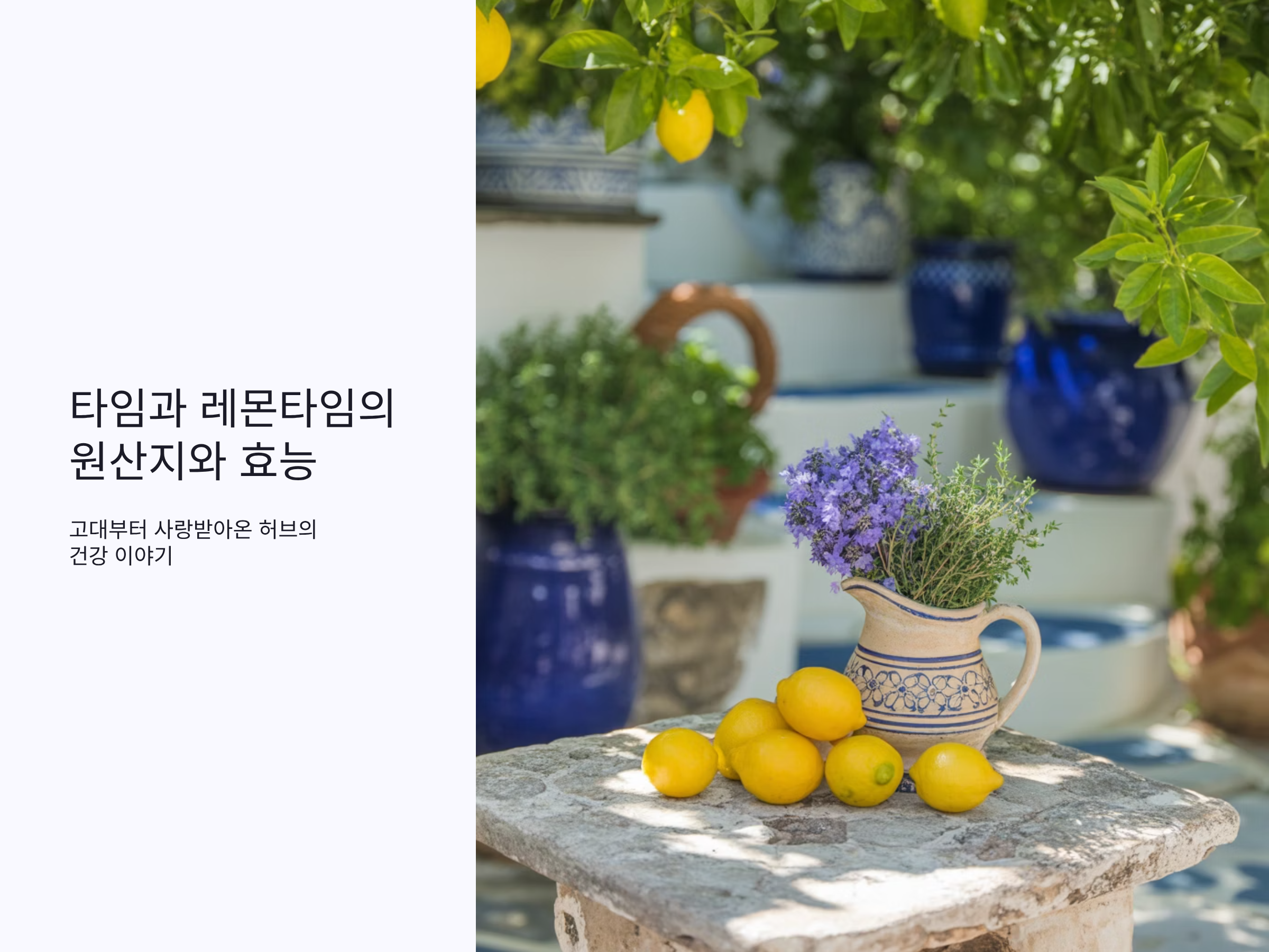 허브 타임과 레몬타임의 원산지와 효능