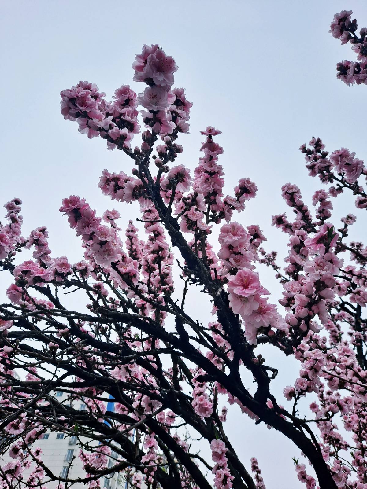 거리 꽃복숭아