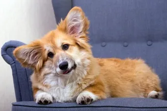 강아지 고개 갸우뚱 이유 의미 뜻_20