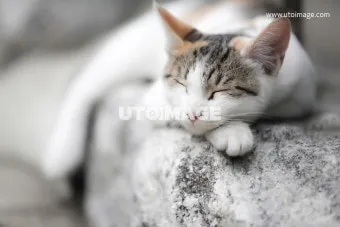 &amp;quot;고양이