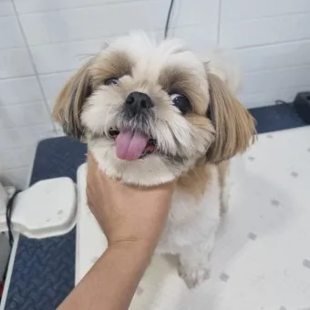 시츄 분양 가격 성격 장단점_18