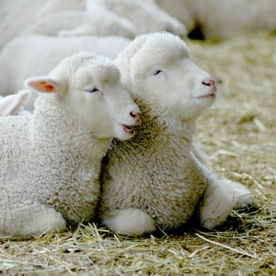 ๋๊ด๋ น ์๋ผ๋ชฉ์ฅ