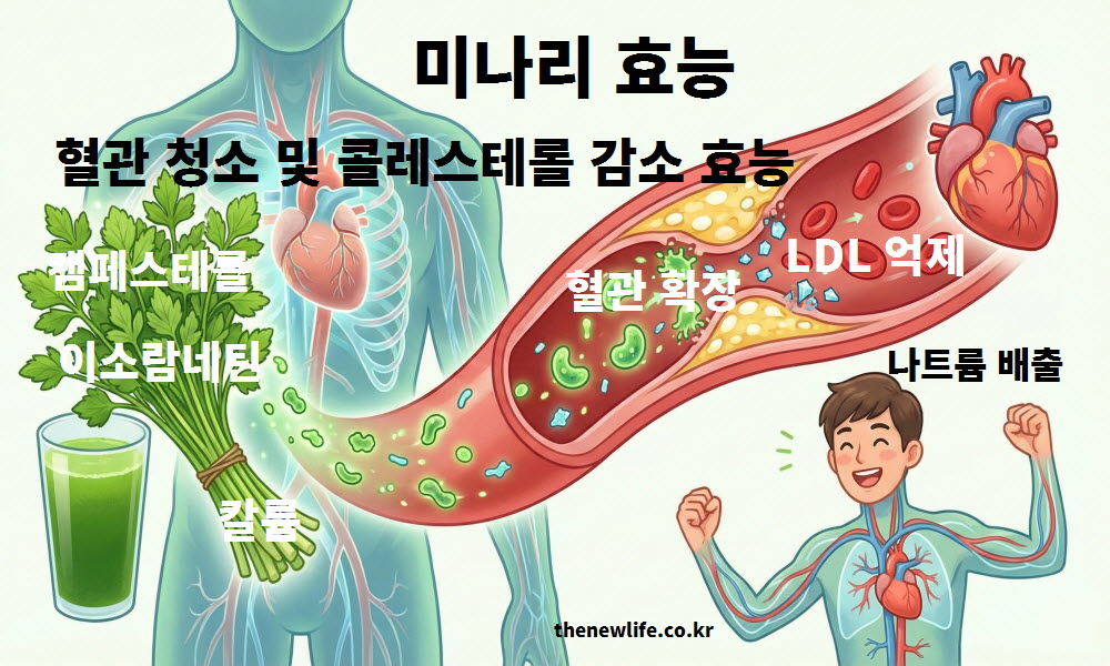 미나리 효능 혈관 청소 콜레스테롤 감소