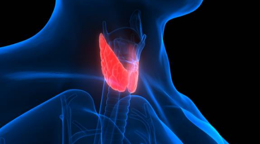 갑상선암 증상, 수술후 회복기간, 수술후 좋은음식 총정리 (2024ver)