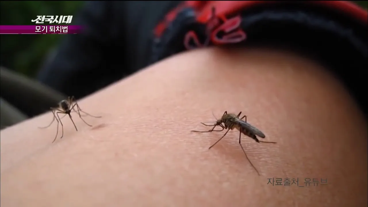 모기 박사님 추천 모기 퇴치법과 여름철 모기 없는 집 만들기 실전 전략_7