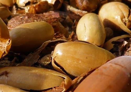 도토리 속 탄닌 성분 많이 먹으면 생기는 문제