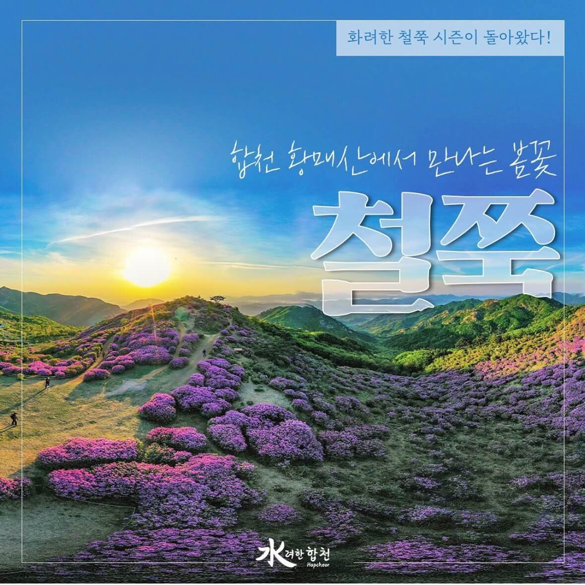 황매산 철쭉축제 기간