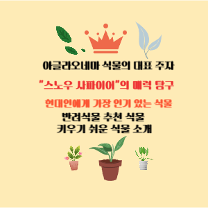 스노우 사파이어 식물 아글라오네마 식물의 매력 탐구 추천 식물