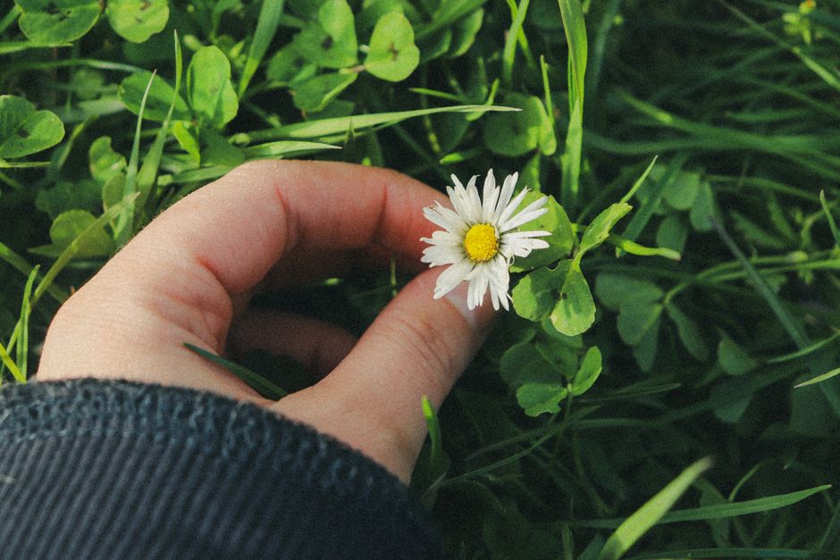 A hand gently holds a daisy against a background of lush green grass, capturing a moment of nature's simplicity.