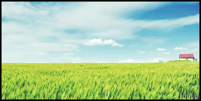 파로 곡물 효능 및 부작용과 먹는 법