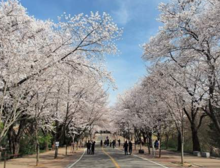 봄 나들이 벚꽃