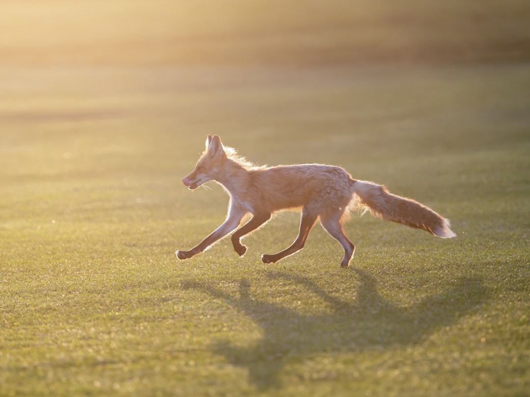 Tail