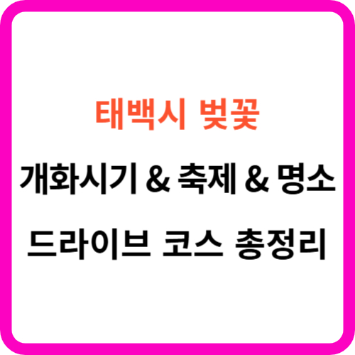 태백 벚꽃 개화시기 명소 축제 드라이브 코스 가이드