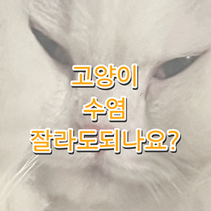 고양이 수염