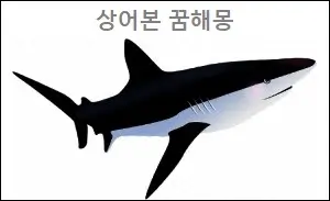 상어본 꿈해몽