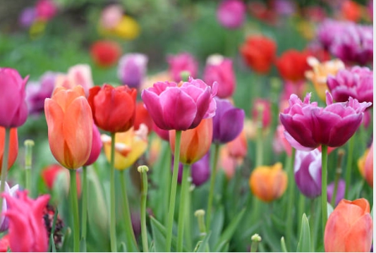 우리나라에도 이렇게 아름다운 꽃 사진