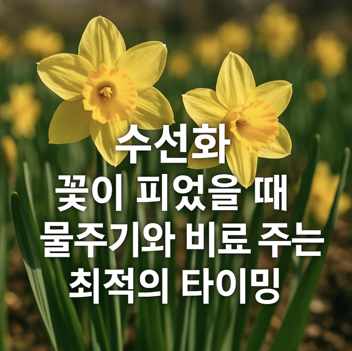 수선화, 꽃이 피었을 때 물주기와 비료 주는 최적의 타이밍