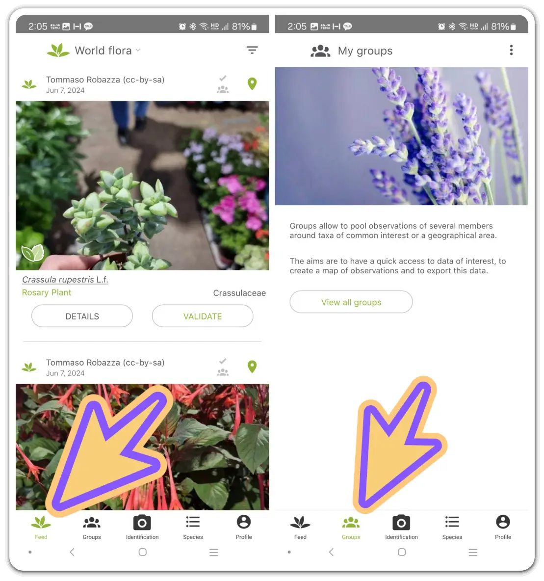 꽃-화초-이름-검색-찾기-무료-어플