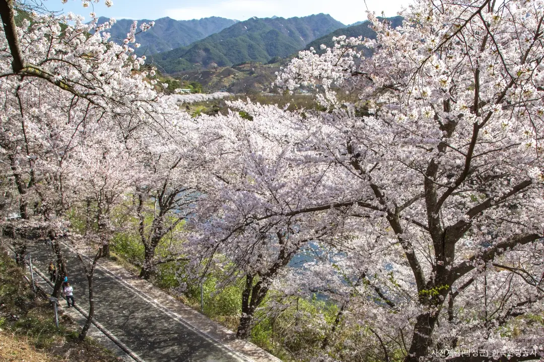 울진 불영사 벚꽃길 2