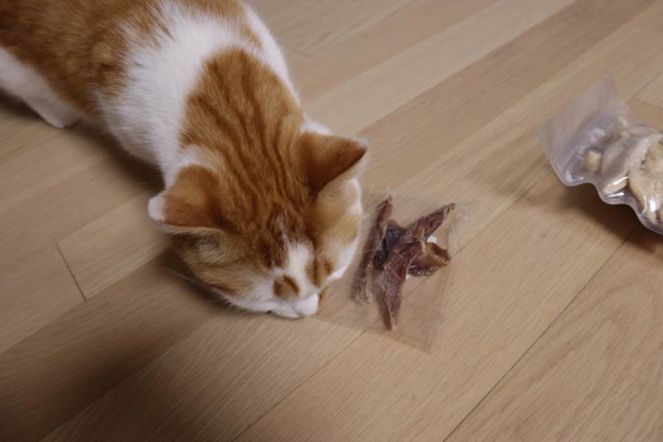동결건조간식