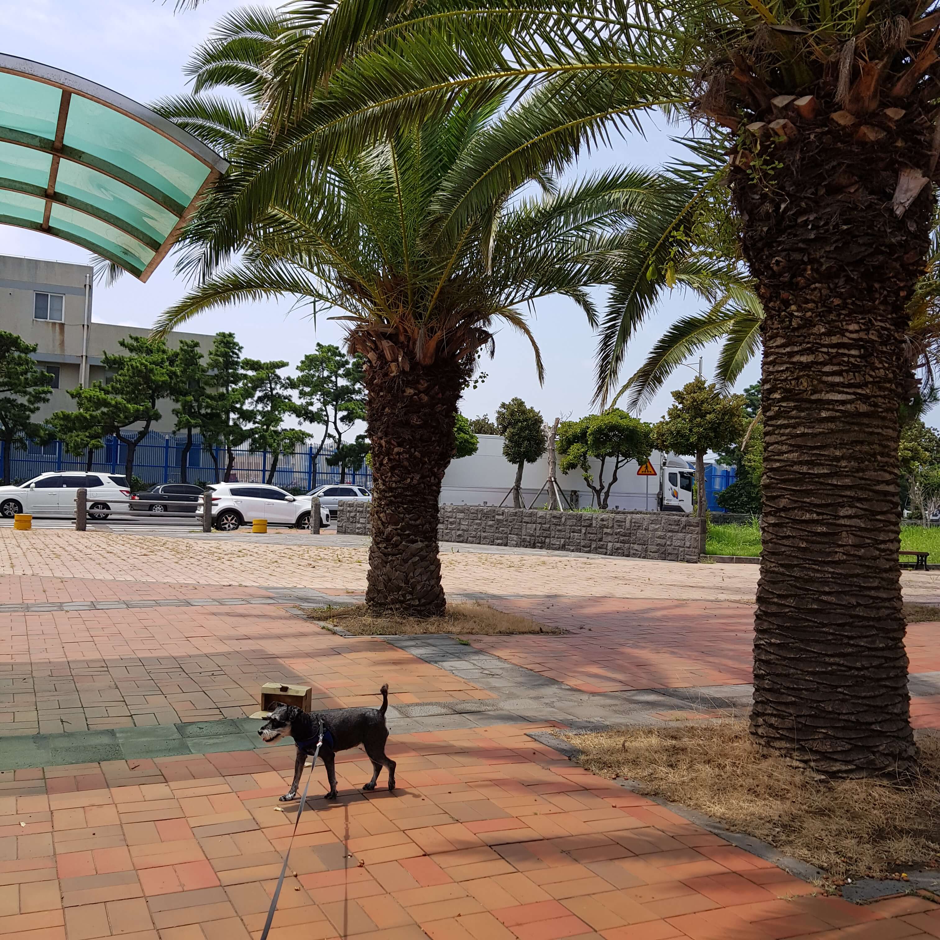 제주도 반려견 여행