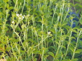 스테비아 재배 삽목 요령 단맛 유지 잎 건조_9