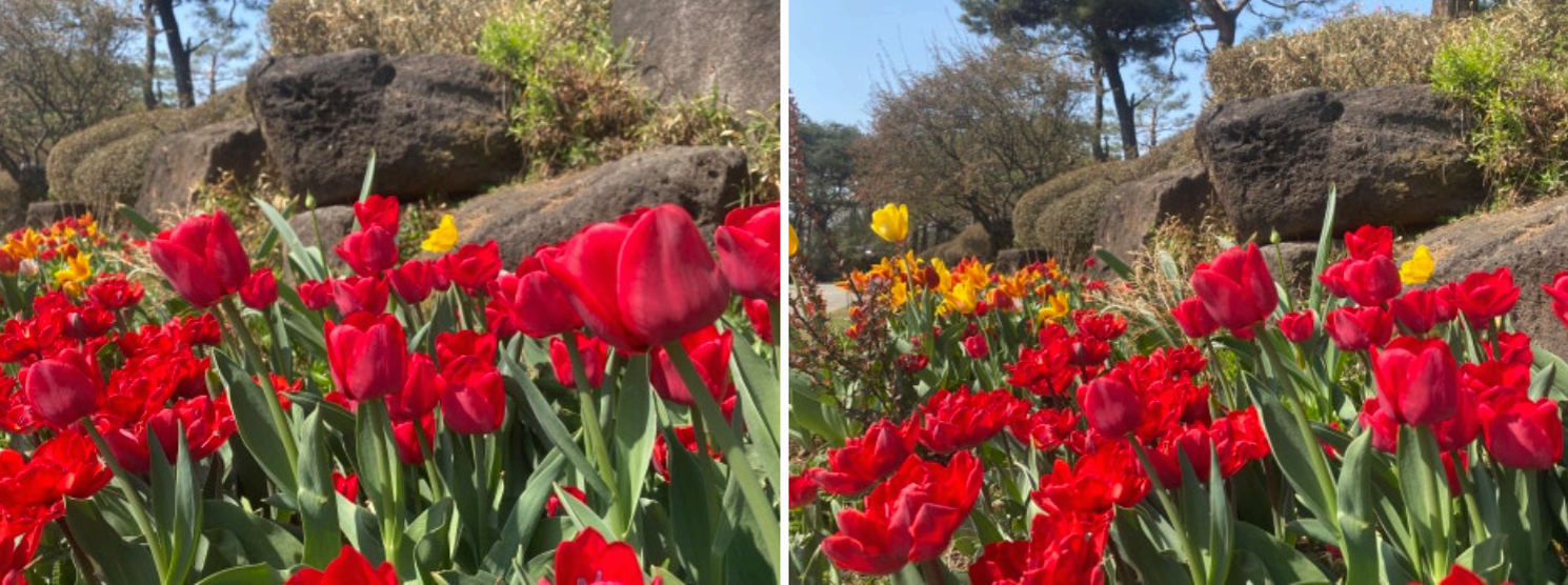 [서울 근교 여행지] 경기도 파주❘벽초지수목원❘드라마 촬영지(빈센조, 구미호뎐, 고백부부, 나의 해방일지)