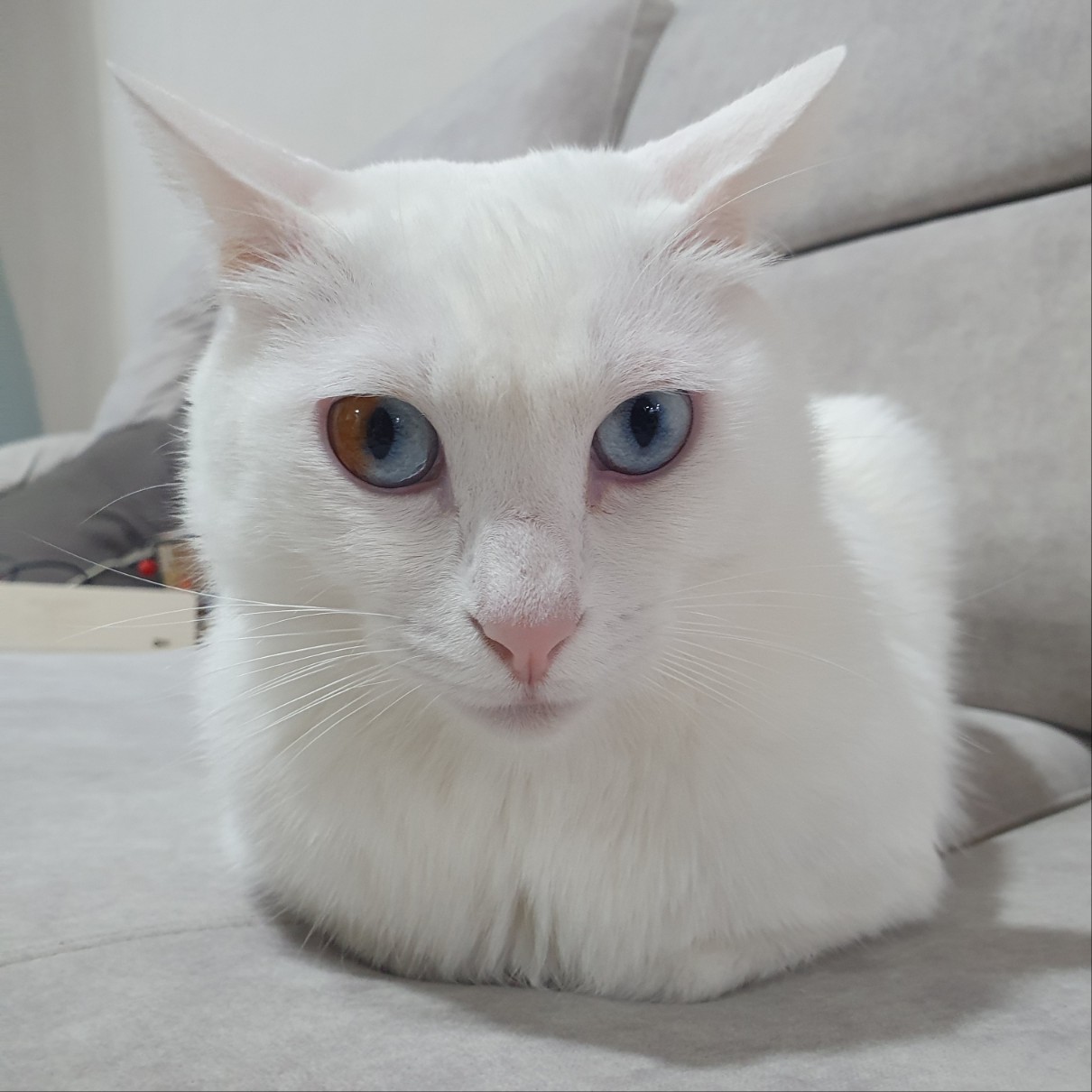 식빵굽는-고양이