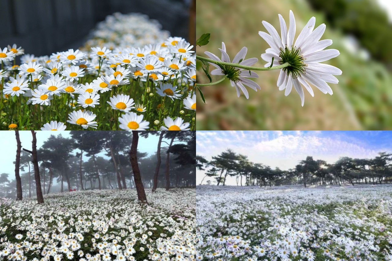 정읍 구절초축제