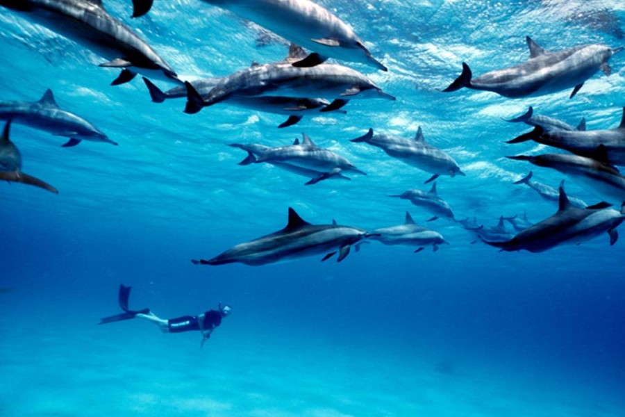 음넴바 인근 돌고래