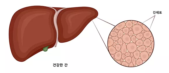 건강한 간 사진