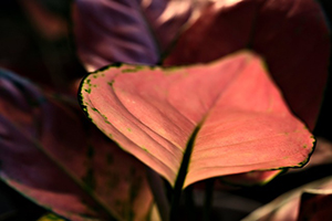 아글라오네마 핑크 루비