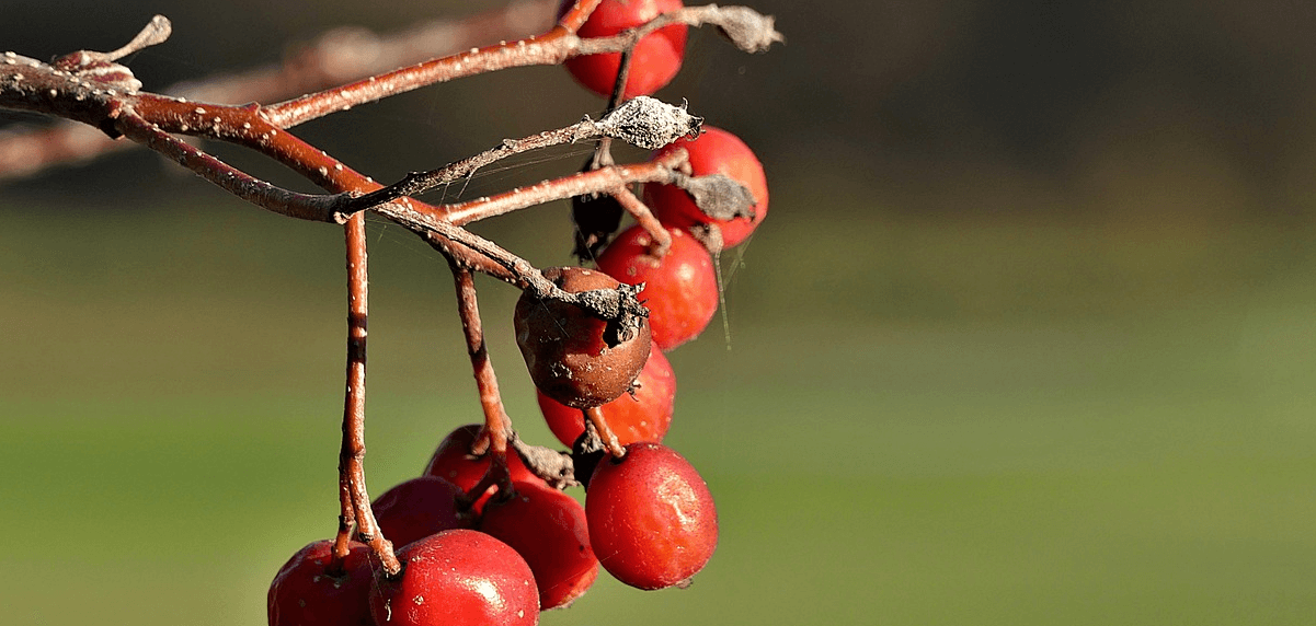 마가목 사진 - 5