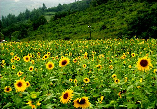 7월 국내 꽃축제 총정리