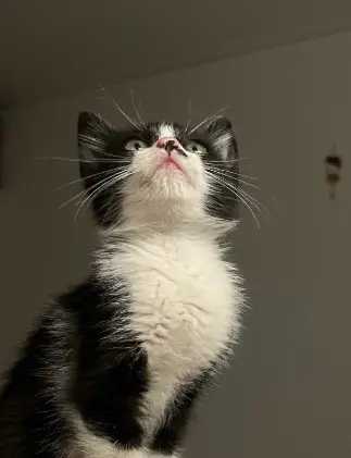 고양이 도루